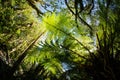 Looking up in the fern forest Royalty Free Stock Photo