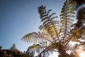 Looking up at fern trees in native bush Royalty Free Stock Photo