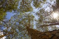 Looking up a forest in autumn