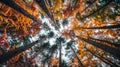 Looking Up at a Forest Canopy in Autumn Royalty Free Stock Photo