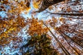 Looking up into a forest canopy of autumn colored leaves. Royalty Free Stock Photo