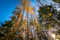 Looking up into a forest canopy of autumn colored leaves. Royalty Free Stock Photo