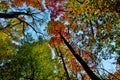 Looking up in the forest, crown of trees sky