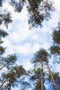 Looking up forest perspective.Tall pine trees against blue sky seen from the ground.Bottom view of tall old trees in