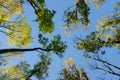 Looking up in forest to canopy. Bottom view wide angle background