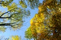 Looking up in forest to canopy. Bottom view wide angle background