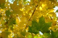 Looking up in forest to canopy. Bottom view wide angle background