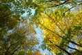 Looking up in forest to canopy. Bottom view wide angle background