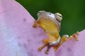 Looking up frog behind leaf Royalty Free Stock Photo