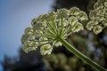 Looking up and through a giant hogweed.