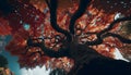 looking up a giant sprawling tree with many branches, point of view