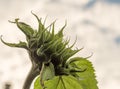 Looking up at a giant sunflower before bloom Royalty Free Stock Photo