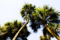 Looking up at the glowing palm trees