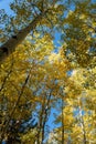 Looking up at golden aspen trees Royalty Free Stock Photo