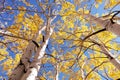 Looking up at golden aspens in the fall.