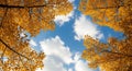 Looking Up Through Golden Autumn Tree Branches at a Blue Sky with Clouds fall trees Royalty Free Stock Photo