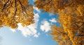Looking Up Through Golden Autumn Tree Branches at a Blue Sky with White Clouds fall yellow Royalty Free Stock Photo