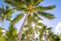 Looking up through golden sunshine into a palm tree plantation a Royalty Free Stock Photo