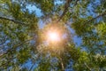 Looking up Green forest. Trees with green Leaves, blue sky and sun light. Bottom view background Royalty Free Stock Photo