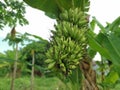 Looking up at the cluster of unripe latundan banana