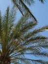 Looking Up At Green Palm Tree Fronds Against Blue Sky Royalty Free Stock Photo