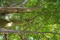 Looking up through green tree canopy, revealing large trunks, branches, and bright filtered sunlight. Royalty Free Stock Photo