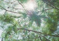 Looking up at green tree with sun burst behind leaves Royalty Free Stock Photo