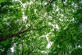 Looking up at green trees canopy. Royalty Free Stock Photo