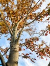 Looking up from the ground to the top of a tree with falling leaves Royalty Free Stock Photo