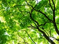 Green trees leaves canopy Royalty Free Stock Photo
