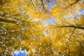 Looking up in a grove of aspen trees