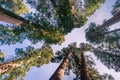 Looking up in a grove of Sequoia trees, Calaveras Big Trees State Park, California Royalty Free Stock Photo