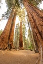 Looking up at a Grove of towering sequoias Royalty Free Stock Photo