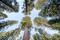 Looking up at huge trees in Sequoia National Forest