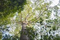 Looking up India rubber tree forest perspective, ant's eyes view Royalty Free Stock Photo