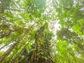 Looking up inside tropical rainforest / jungle forest