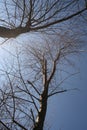 Looking up for inspiration bare trees