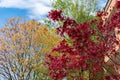 Japanese Red Leaf Maple Tree with Colorful Trees in the Background during Spring next to a Residential Building in Astoria Queens Royalty Free Stock Photo