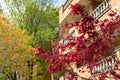 Japanese Red Leaf Maple Tree with Colorful Trees in the Background during Spring next to a Residential Building in Astoria Queens Royalty Free Stock Photo