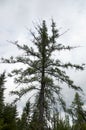 Looking up at large larch or tamarack tree in boreal forest