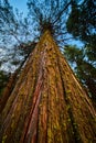 Looking up at large pine tree trunk with sunlight Royalty Free Stock Photo