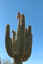 Looking up at a large, Saguaro cactus with many arms and buds branching out against a blue sky in Scottsdale, Arizona Royalty Free Stock Photo