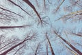 Looking up at leafless trees, color toned nature abstract background Royalty Free Stock Photo