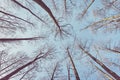Looking up at leafless trees, color toned nature abstract background