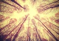 Looking up through leafless trees. Royalty Free Stock Photo