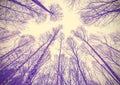 Looking up through leafless trees. Royalty Free Stock Photo