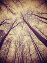 Looking up through leafless trees. Royalty Free Stock Photo