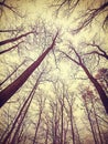 Looking up through leafless trees Royalty Free Stock Photo