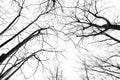 Looking up through a leafless trees silhouettes Royalty Free Stock Photo