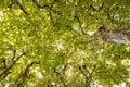 Looking up into the leafy green tree canopy Royalty Free Stock Photo